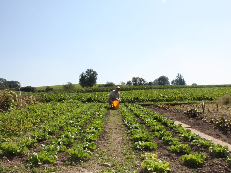 Man sieht einen Bewohner zwischen den Salatköpfen im Acker